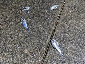 The Mystery of Fish Rain: Experts Explain the Bizarre Phenomenon - image 5