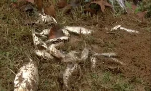 The Mystery of Fish Rain: Experts Explain the Bizarre Phenomenon - image 7