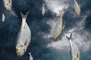 The Mystery of Fish Rain: Experts Explain the Bizarre Phenomenon - image 1