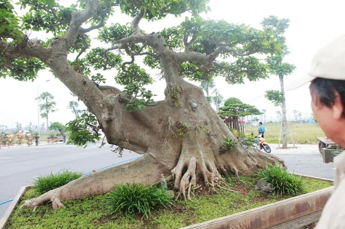 From Wild Plants to Billion-Dollar Bonsai: The Art of Botanical Transformation
