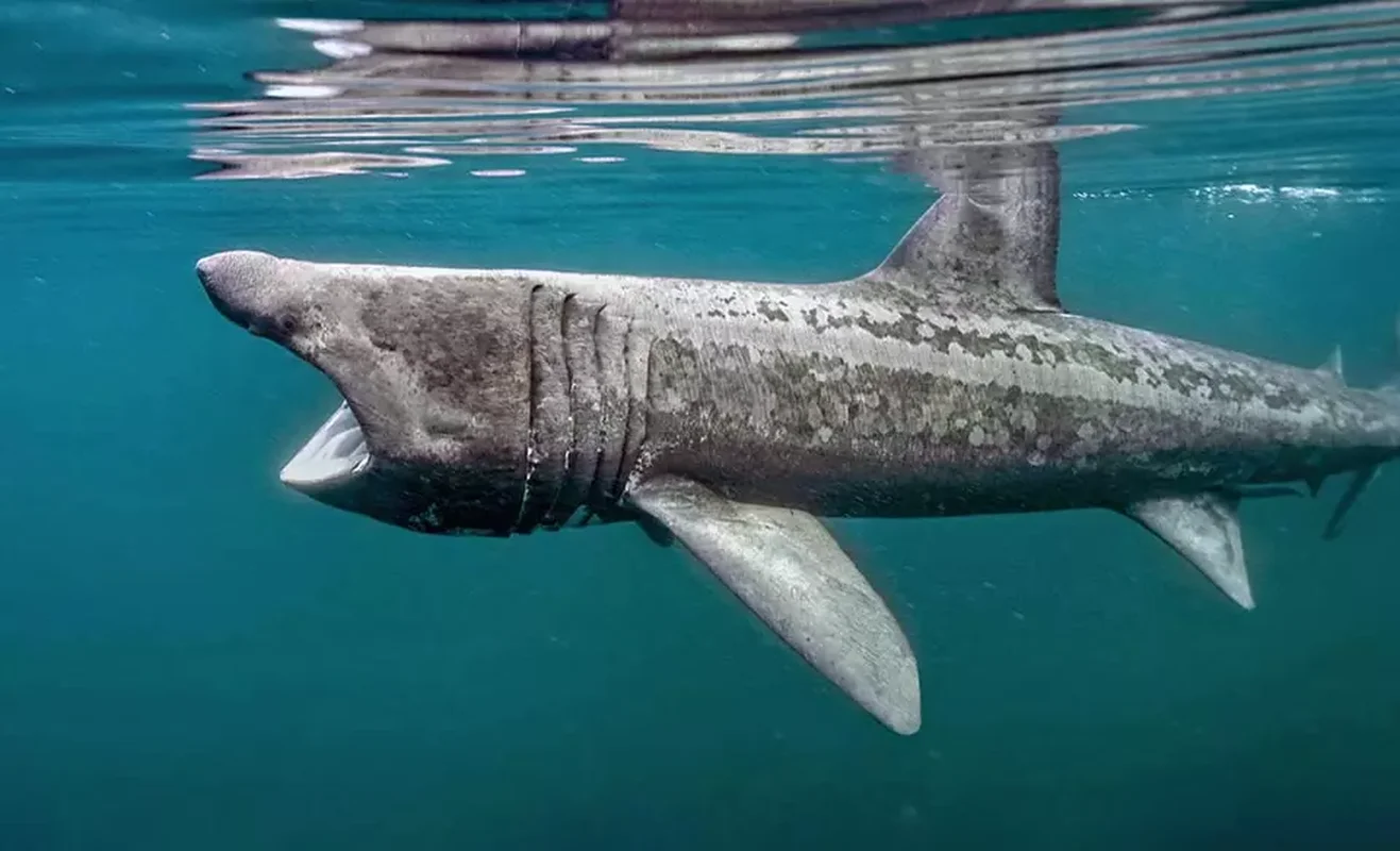 Shocking Catch: A 7-Meter 'Monster Fish' Leaves Local Fishermen Stunned
