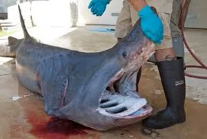 Shocking Catch: A 7-Meter 'Monster Fish' Leaves Local Fishermen Stunned - image 7