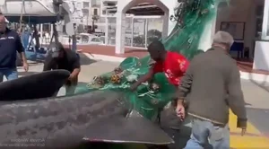 Shocking Catch: A 7-Meter 'Monster Fish' Leaves Local Fishermen Stunned - image 2