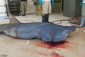 Shocking Catch: A 7-Meter 'Monster Fish' Leaves Local Fishermen Stunned - image 5