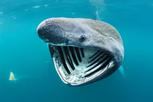 Shocking Catch: A 7-Meter 'Monster Fish' Leaves Local Fishermen Stunned - image 3