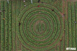 Vibrant Spring Flower Festival Debuts in Northern Vietnam - image 8