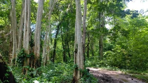 Binh Thuan’s Ka Pet Reservoir Project: Balancing Water Security and Forest Conservation - image 10