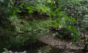 The Breathtaking Beauty of Bach Ma Stream and Waterfall System in Hue - image 6