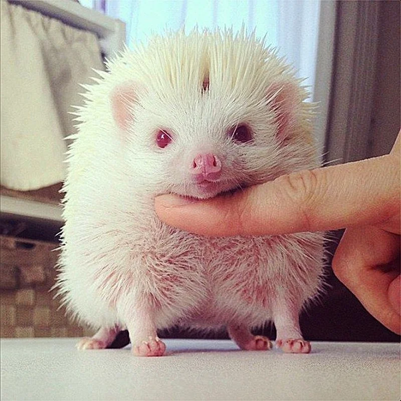 15 Rare Albino Animals in Nature That Will Leave You Breathless