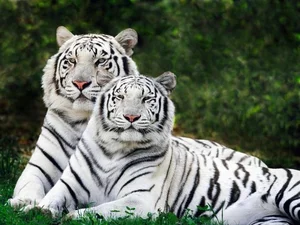 15 Rare Albino Animals in Nature That Will Leave You Breathless - image 11