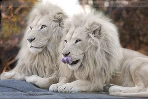 15 Rare Albino Animals in Nature That Will Leave You Breathless - image 6