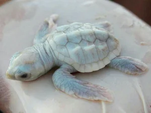 15 Rare Albino Animals in Nature That Will Leave You Breathless - image 8