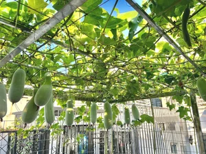 Hanoi Rooftop Oasis: A Husband’s 100m2 Garden Gift for His Wife - image 5