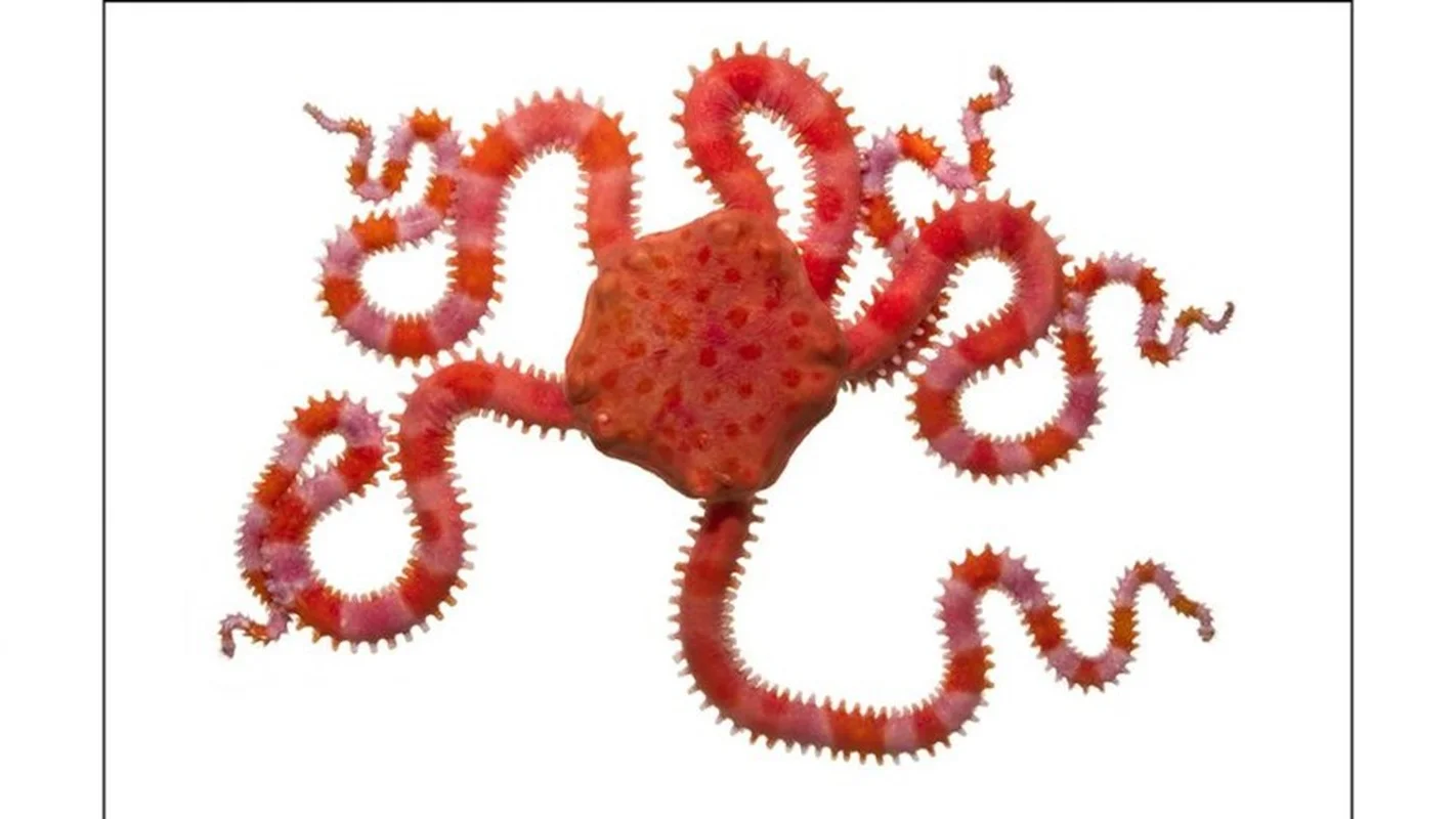 Deep Sea Wonders: 10 Exotic Invertebrates of the Ocean Floor