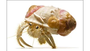 Deep Sea Wonders: 10 Exotic Invertebrates of the Ocean Floor - image 9