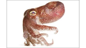 Deep Sea Wonders: 10 Exotic Invertebrates of the Ocean Floor - image 6