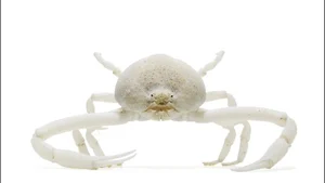 Deep Sea Wonders: 10 Exotic Invertebrates of the Ocean Floor - image 2