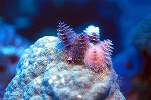 Deep Sea Wonders: 10 Exotic Invertebrates of the Ocean Floor - image 10