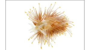 Deep Sea Wonders: 10 Exotic Invertebrates of the Ocean Floor - image 11