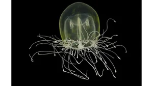 Deep Sea Wonders: 10 Exotic Invertebrates of the Ocean Floor - image 4