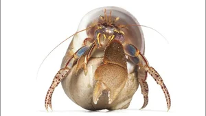 Deep Sea Wonders: 10 Exotic Invertebrates of the Ocean Floor - image 7