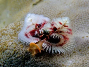 Deep Sea Wonders: 10 Exotic Invertebrates of the Ocean Floor - image 3