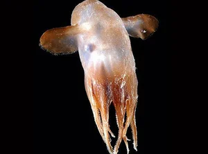 Deep Sea Wonders: 10 Exotic Invertebrates of the Ocean Floor - image 5