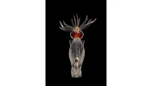 Deep Sea Wonders: 10 Exotic Invertebrates of the Ocean Floor - image 8