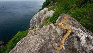 Snake Island: Inside the World’s Most Dangerous and Forbidden Place - image 1