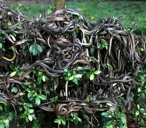 Snake Island: Inside the World’s Most Dangerous and Forbidden Place - image 2