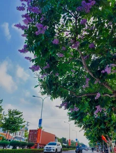 Discover the Dreamy Purple Crape Myrtle Road in Vinh Long Vietnam - image 1