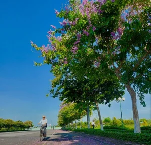 Discover the Dreamy Purple Crape Myrtle Road in Vinh Long Vietnam - image 6