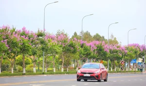 Discover the Dreamy Purple Crape Myrtle Road in Vinh Long Vietnam - image 4