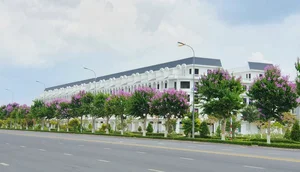 Discover the Dreamy Purple Crape Myrtle Road in Vinh Long Vietnam - image 2