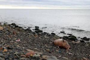 Tuapse Environmental Crisis: Oil Spills and Cleanup After Drone Attacks - image 6