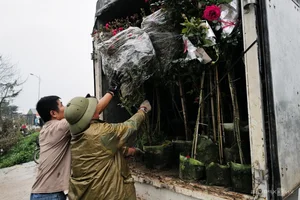 Chong đèn kích hoa nở bán Tết - image 0