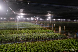 Chong đèn kích hoa nở bán Tết - image 2