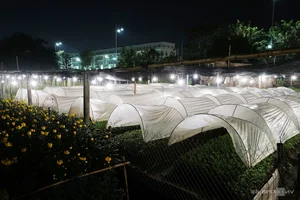 Chong đèn kích hoa nở bán Tết - image 5