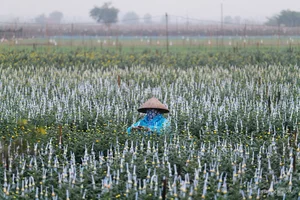 Chong đèn kích hoa nở bán Tết - image 3