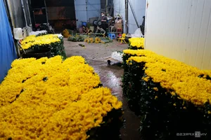 Chong đèn kích hoa nở bán Tết - image 9