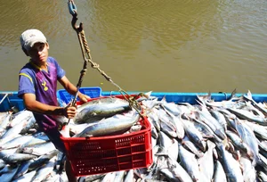 The Traditional Dry Fish Craft of Cai Doi Vam: Ca Mau’s Largest Seafood Village Prepares for Tet Holiday - image 2