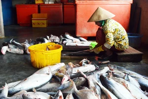 The Traditional Dry Fish Craft of Cai Doi Vam: Ca Mau’s Largest Seafood Village Prepares for Tet Holiday - image 1