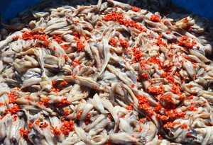 The Traditional Dry Fish Craft of Cai Doi Vam: Ca Mau’s Largest Seafood Village Prepares for Tet Holiday - image 8