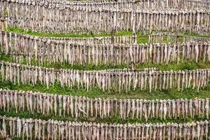 The Traditional Dry Fish Craft of Cai Doi Vam: Ca Mau’s Largest Seafood Village Prepares for Tet Holiday - image 5