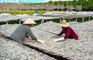 The Traditional Dry Fish Craft of Cai Doi Vam: Ca Mau’s Largest Seafood Village Prepares for Tet Holiday - image 0