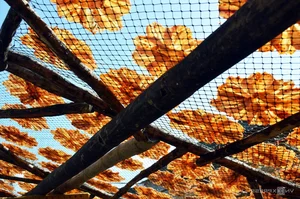 The Traditional Dry Fish Craft of Cai Doi Vam: Ca Mau’s Largest Seafood Village Prepares for Tet Holiday - image 6