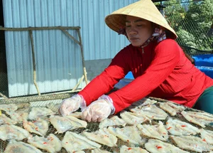 The Traditional Dry Fish Craft of Cai Doi Vam: Ca Mau’s Largest Seafood Village Prepares for Tet Holiday - image 4
