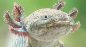 10 Amazing Facts About the Six-Horned Dinosaur and the Wonders of the Prehistoric Era - image 3