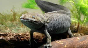 10 Amazing Facts About the Six-Horned Dinosaur and the Wonders of the Prehistoric Era - image 1