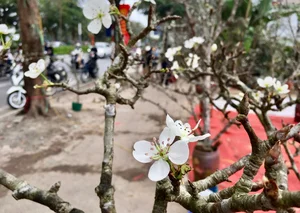 Hanoi’s Post-Tet Floral Trend: The Timeless Beauty of White Pear Blossoms - image 5